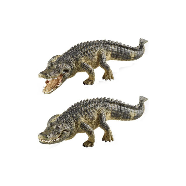 Alligator