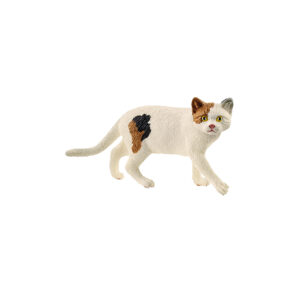 Amerikanische Kurzhaarkatze