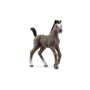Cheval de Selle Francais Fohlen