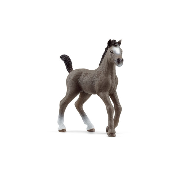 Cheval de Selle Francais Fohlen