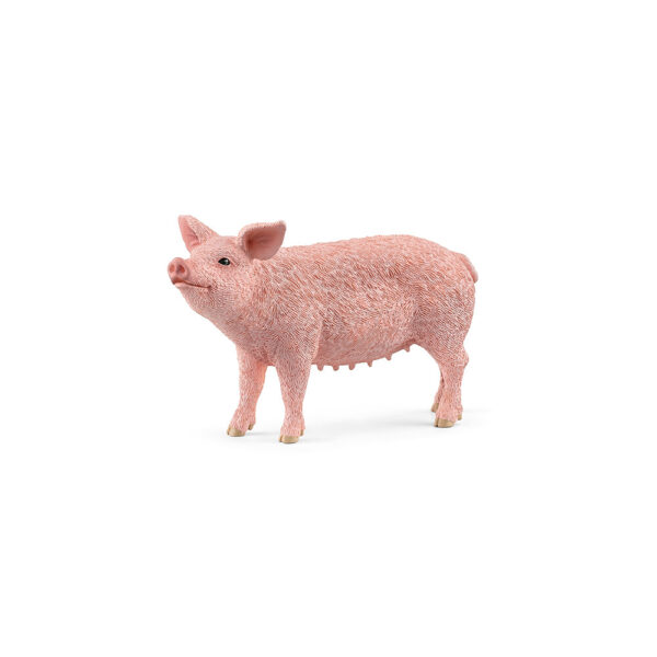 Schwein