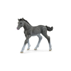 Trakehner Fohlen
