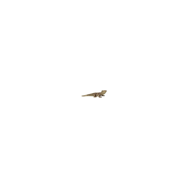 Wild Life im Regenwald 100 Teile (inkl. Figur)